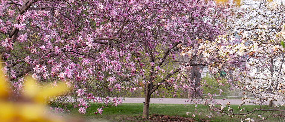 Magnolia | Botaniki