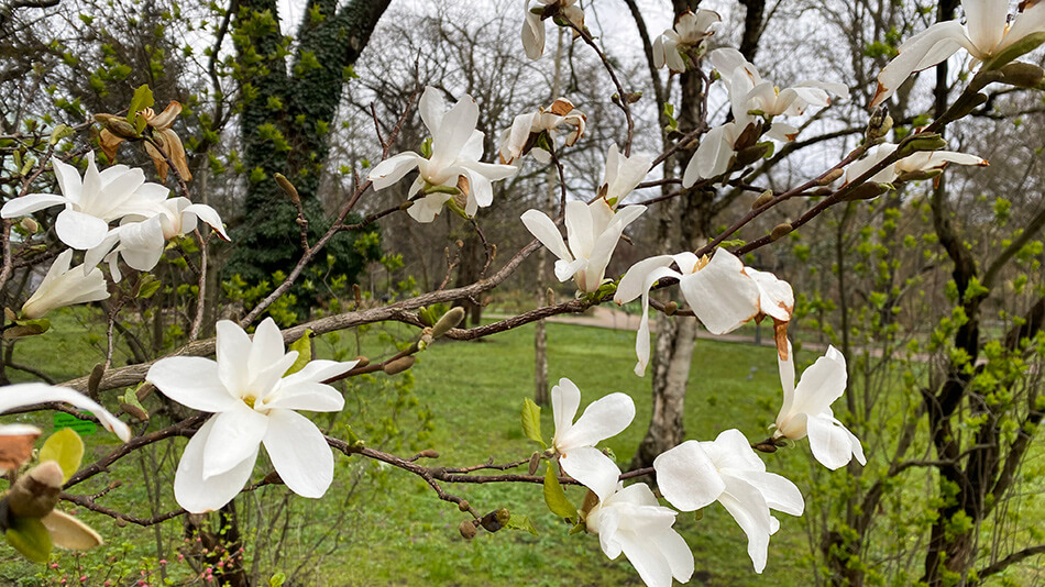 Magnolia | Botaniki