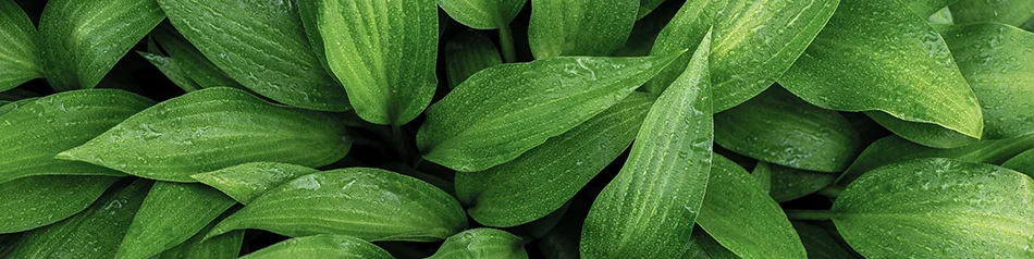 Funkia ogrodowa | Botaniki