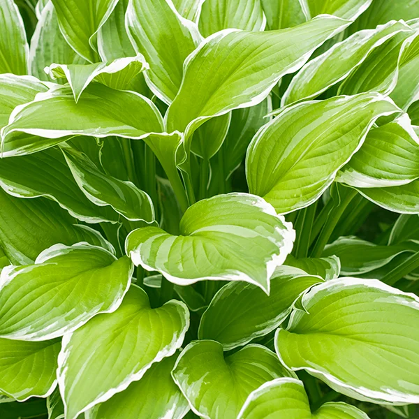 Funkia ogrodowa | Botaniki