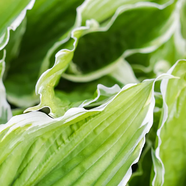 Funkia ogrodowa | Botaniki