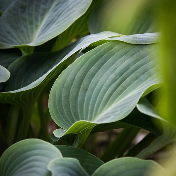 Funkia ogrodowa | Botaniki