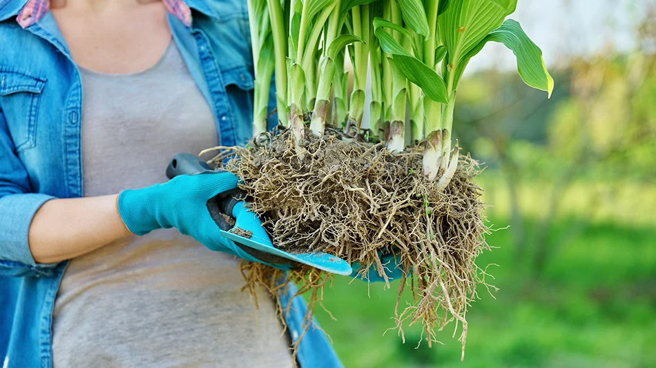 Funkia ogrodowa | Botaniki