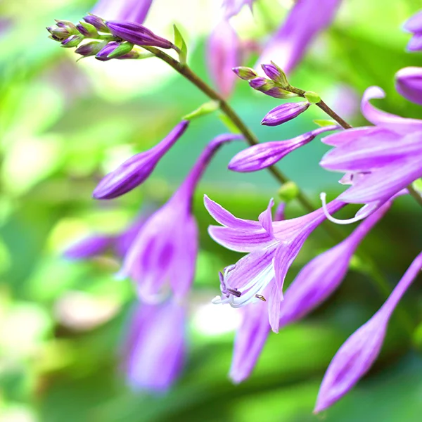 Funkia ogrodowa | Botaniki