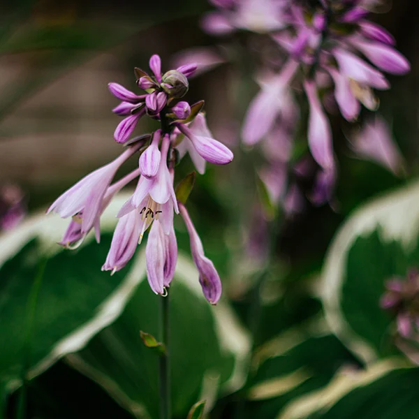 Funkia ogrodowa | Botaniki