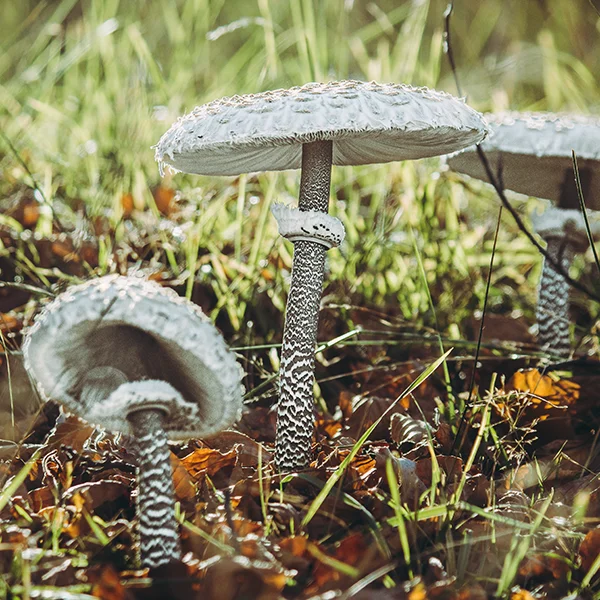 Czubajka kania | Botaniki