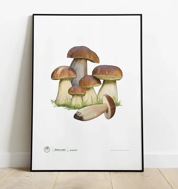Plakat dla grzybiarza z borowikiem | Blog botaniki