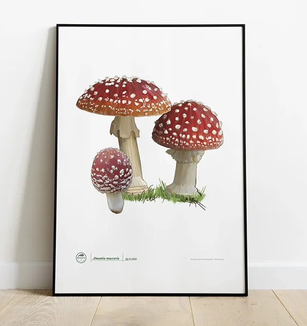 Plakat dla grzybiarza z muchomorem | Blog botaniki