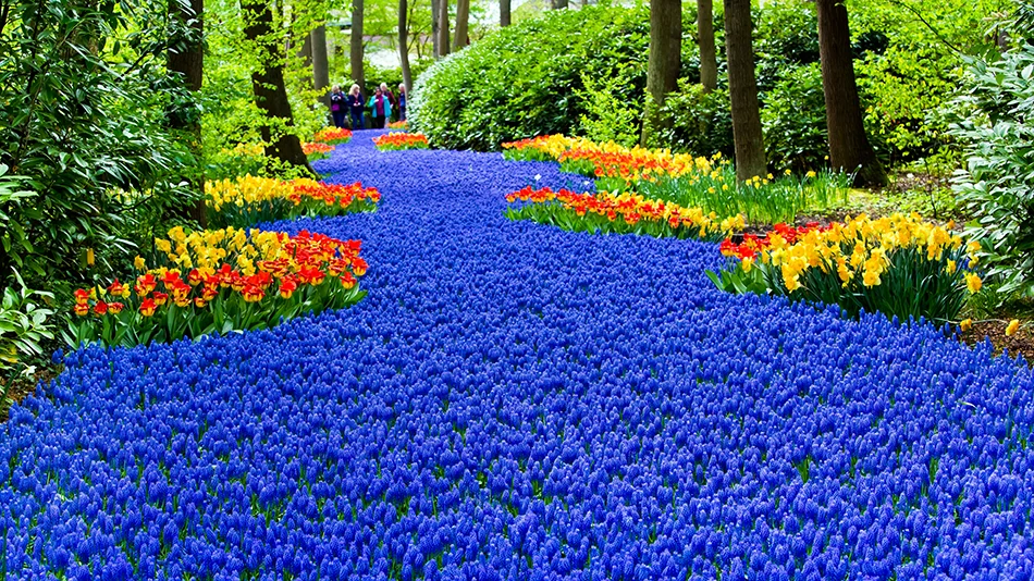 Sadzenie milionów cebulek w Keukenhof | blog botaniki