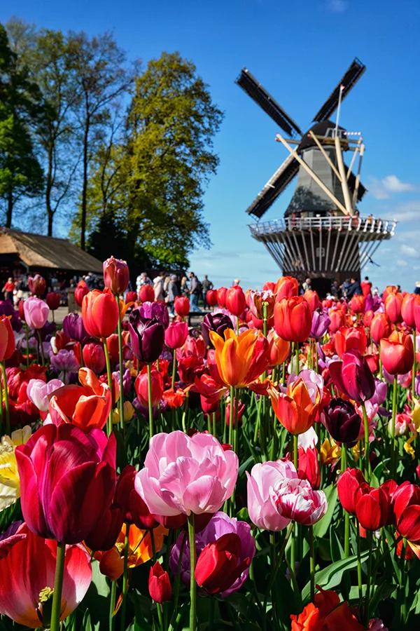 Historia Keukenhof | blog botaniki