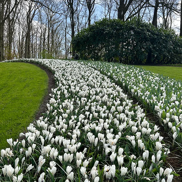 Historia Keukenhof | blog botaniki