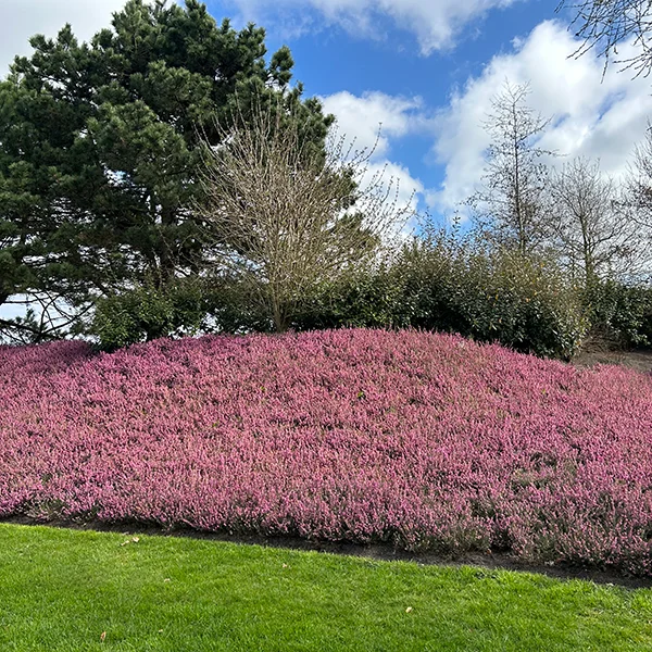 Historia Keukenhof | blog botaniki