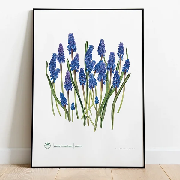 Plakat szafirek armeński | kup teraz w botaniki