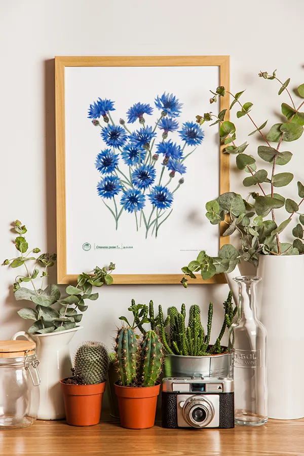 Chaber bławatek - plakat na prezent dla miłośnika roślin i kwiatów | botaniki