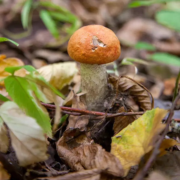Koźlarz czerwony (Leccinum aurantiacum) – pyszny grzyb jadalny i cenny gatunek mikoryzowy | blog botaniki