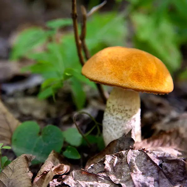 Koźlarz czerwony (Leccinum aurantiacum) – pyszny grzyb jadalny i cenny gatunek mikoryzowy | blog botaniki