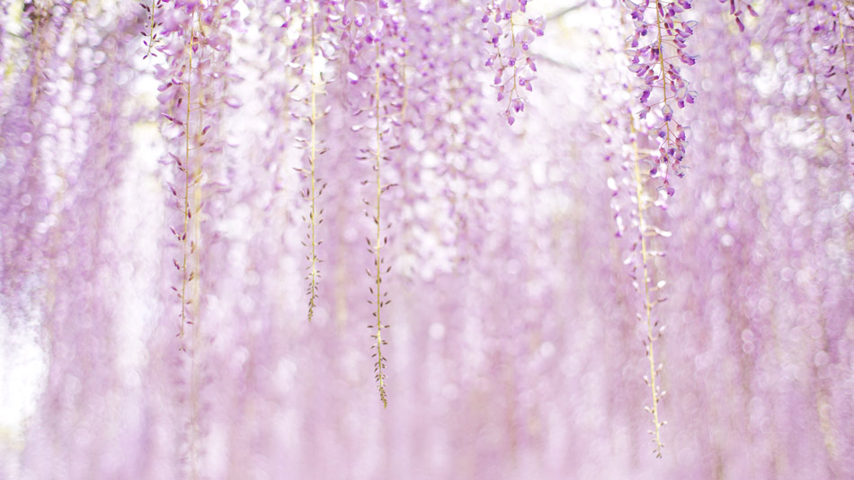 Glicynie w parku Ashikaga | Aki Nakazawa @ Unsplash Glicynie w parku Ashikaga