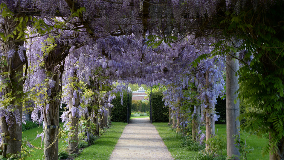 Glicynie w Londynie | Jaroslaw Laka @ Unsplash Glicynie w Londynie