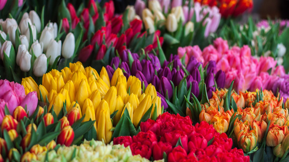 Niezwykłe kolory tulipanów