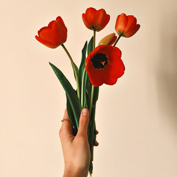 Znaczenie i symbolika tulipanów