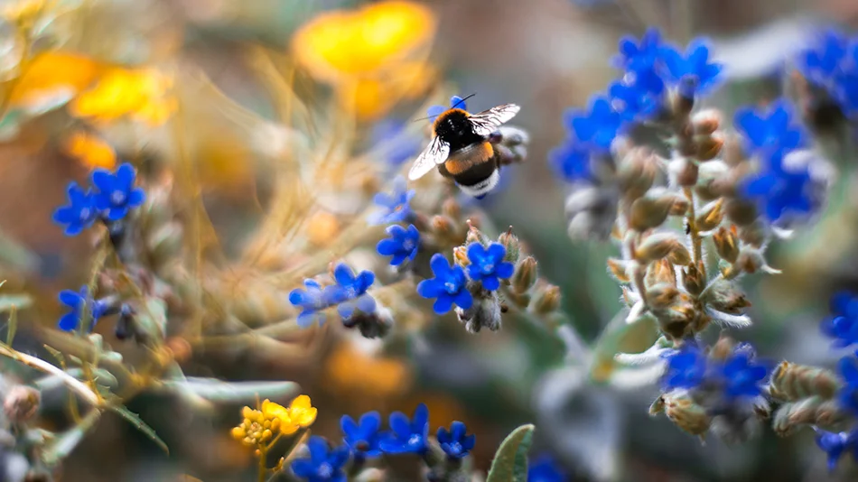 Ogród naturalistyczny, czyli jak dbać o bioróżnorodność w ogrodzie