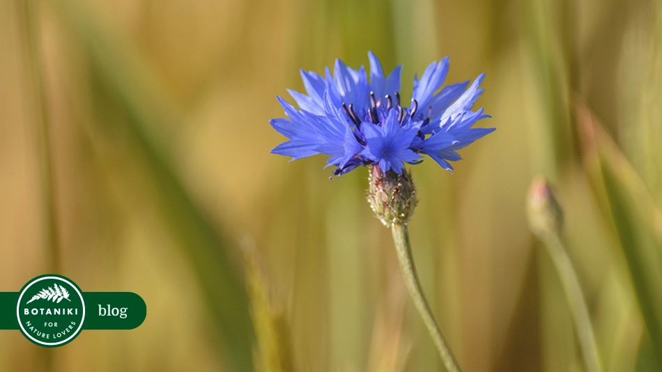 Chaber bławatek Centaurea cyanus – od medycyny tradycyjnej po uprawę w ogrodzie