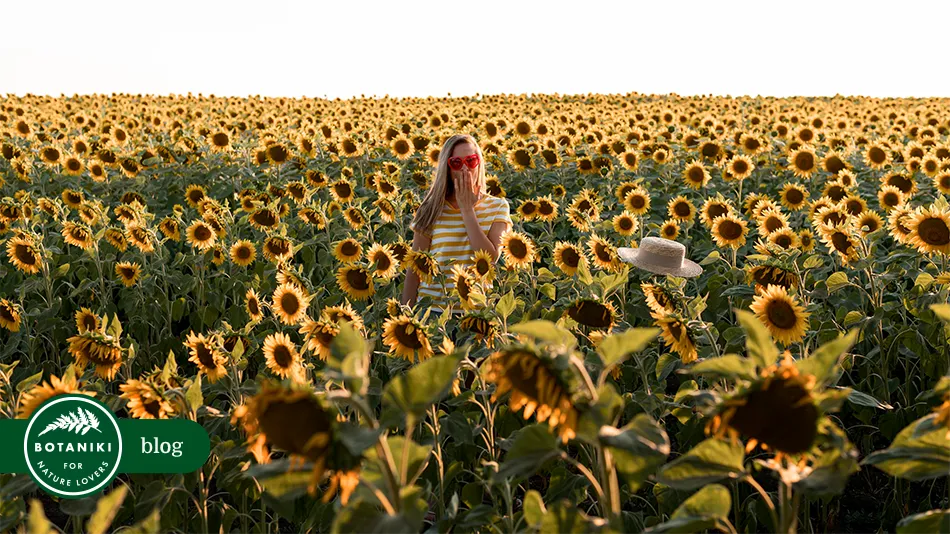 Słonecznik zwyczajny Helianthus annuus – wysiew, uprawa, bioróżnorodność