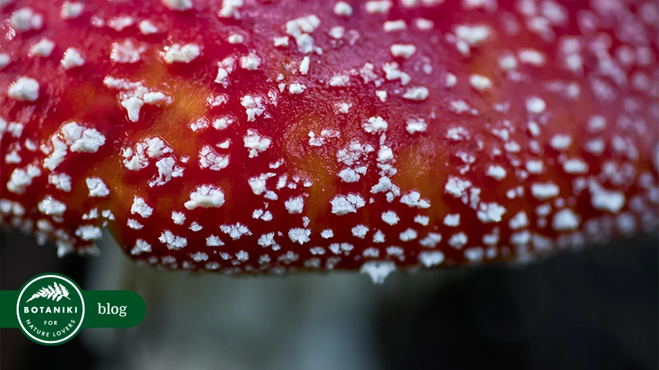 Muchomor czerwony Amanita muscaria – baśniowy grzyb polskich lasów