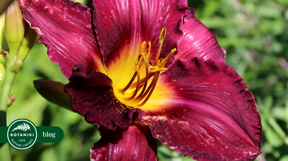 Liliowiec ogrodowy (Hemerocallis) – najciekawsze odmiany, uprawa i pielęgnacja